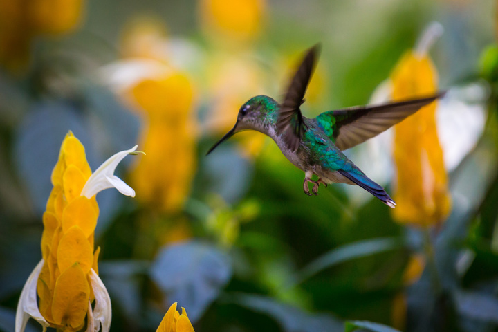 Ein Kolibri flügt vor einer Blüte.